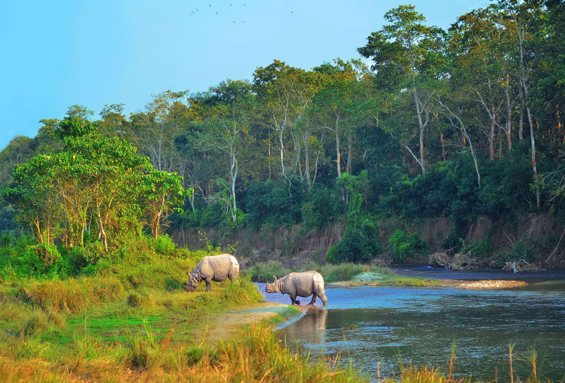 Chitwan jungle Safari